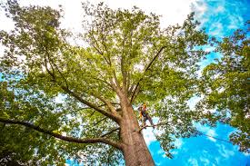 Best Lawn Maintenance Plans  in Rainsville, AL