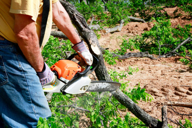 Best Tree Removal  in Rainsville, AL